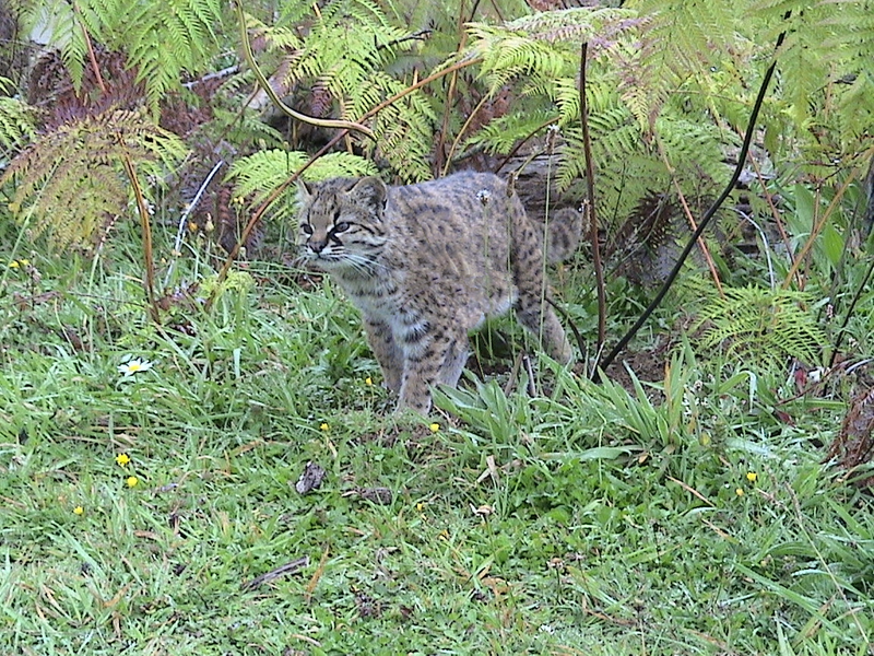 Illustration for article titled Caturday - Leopardus guigna Edition